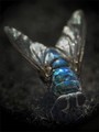 Blue Fly