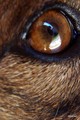 Dog Eye