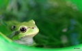 Green Frog