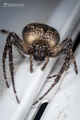 Domestic spider