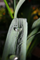 Rain drop :)