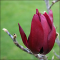 Magnolia