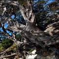 Pohutukawa