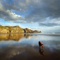 Bethells Beach