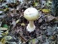 Amanita phallo&hellip;