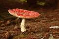 Amanita muscar…