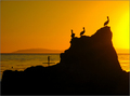 Pelicans at Su&hellip;