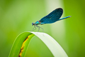 Calopteryx Vir…