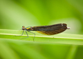 Calopteryx Vir…