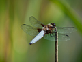 dragonfly-8