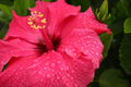 Hibiskus