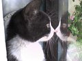 Cat who fell i&hellip;