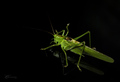 green alien