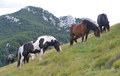 Zavižanci