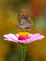 Leptir (Fritil&hellip;