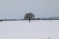 slavonska ravn&hellip;
