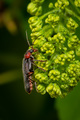 Cantharis fusca