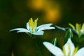 Ornithogalum -…