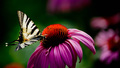 The butterfly &hellip;