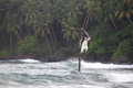 Stilt fisherman