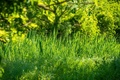 Loading green