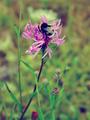 bzzz...bzz..bz&hellip;