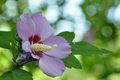 Hibiscus syria…