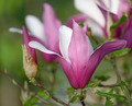 Magnolija 