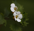 Bacopa