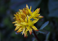 Sedum palmeri