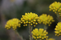 Sedum