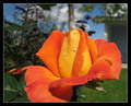 orange rose