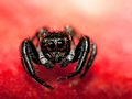 Jumping spider…