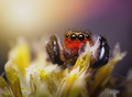 Euophrys rufib…