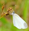 white beauty