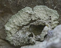 Lecanora rouxii