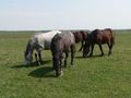 Lonjsko polje